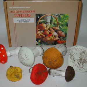 2.12.13. Муляжи съедобных и ядовитых грибов