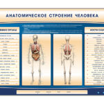 Электрифицированный стенд-тренажер c макетом скелета "Анатомическое строение человека"