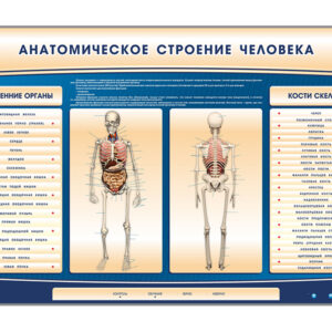 Электрифицированный стенд-тренажер c макетом скелета "Анатомическое строение человека"