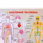 Стенд тактильно-звуковой Анатомия человека с индукционной петлей