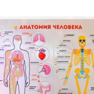 Стенд тактильно-звуковой Анатомия человека с индукционной петлей