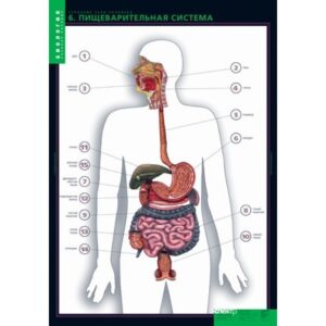 Таблицы и карты Строение тела человека